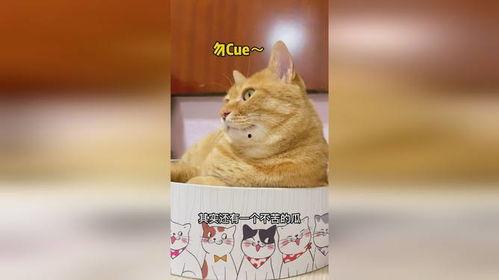 娱乐猫吃瓜,揭秘娱乐圈那些不为人知的幕后故事